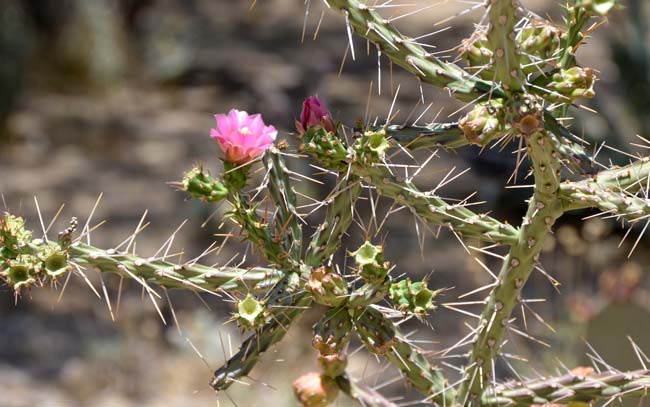 Klein's Pencil Cactus or “Tasajillo” in Mexico is relatively rare in the United States found only in New Mexico and Texas. Preferred habitats are creosote bush and mesquite flats on limestone rocky slopes. This is a Chihuahuan Desert species. Cylindropuntia kleiniae 
